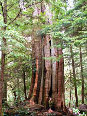 b2ap3_thumbnail_Hiking-Guide-Wild-Pacific-Trail-Ancient-Cedars-tree-Sarah-BeeWell.jpg