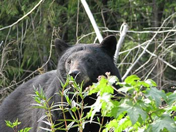 Ucluelet wildlife