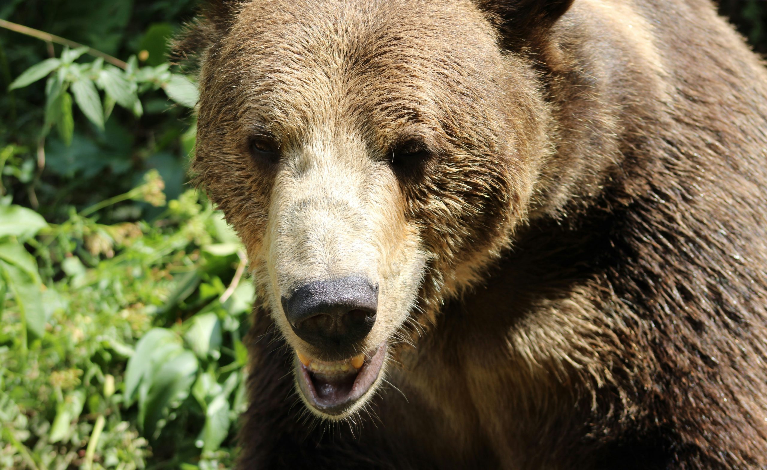 bear